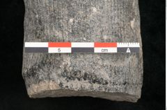 Foto (Detailansicht) von Calamites communis Ettingshausen (NHMW-GEO-2024-0188-10966)